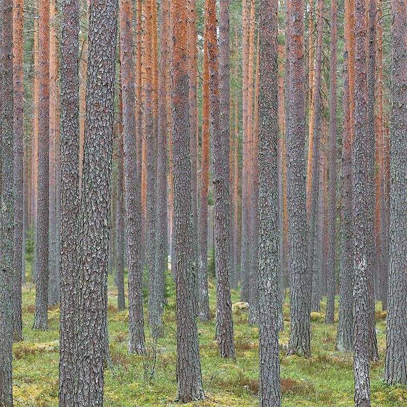 Nu klimatinvesterar vi för våra trästolpar!